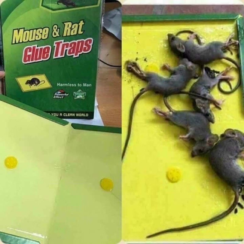 Combo 3 miếng dính bẫy chuột hiệu quả