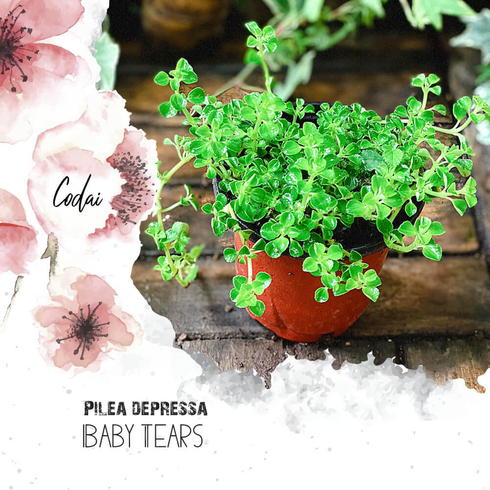 Cây Pilea depressa Baby Tears chậu nhựa