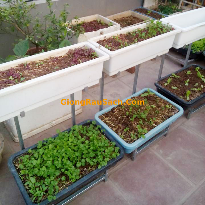 Giá kệ trồng rau sạch 2 tầng cho chậu to chậu dài