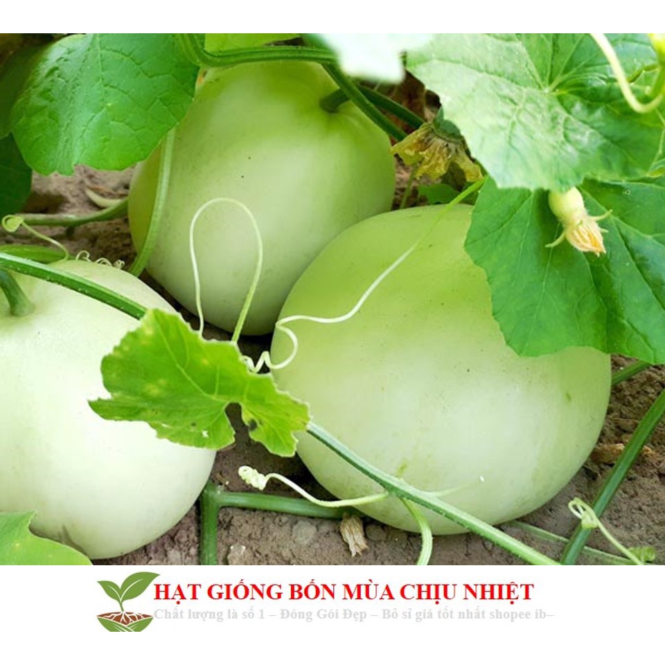 11E Hạt Giống Dưa Lê Siêu Ngọt F1 Gói 10 Hạt Xuất Xứ Việt Nam