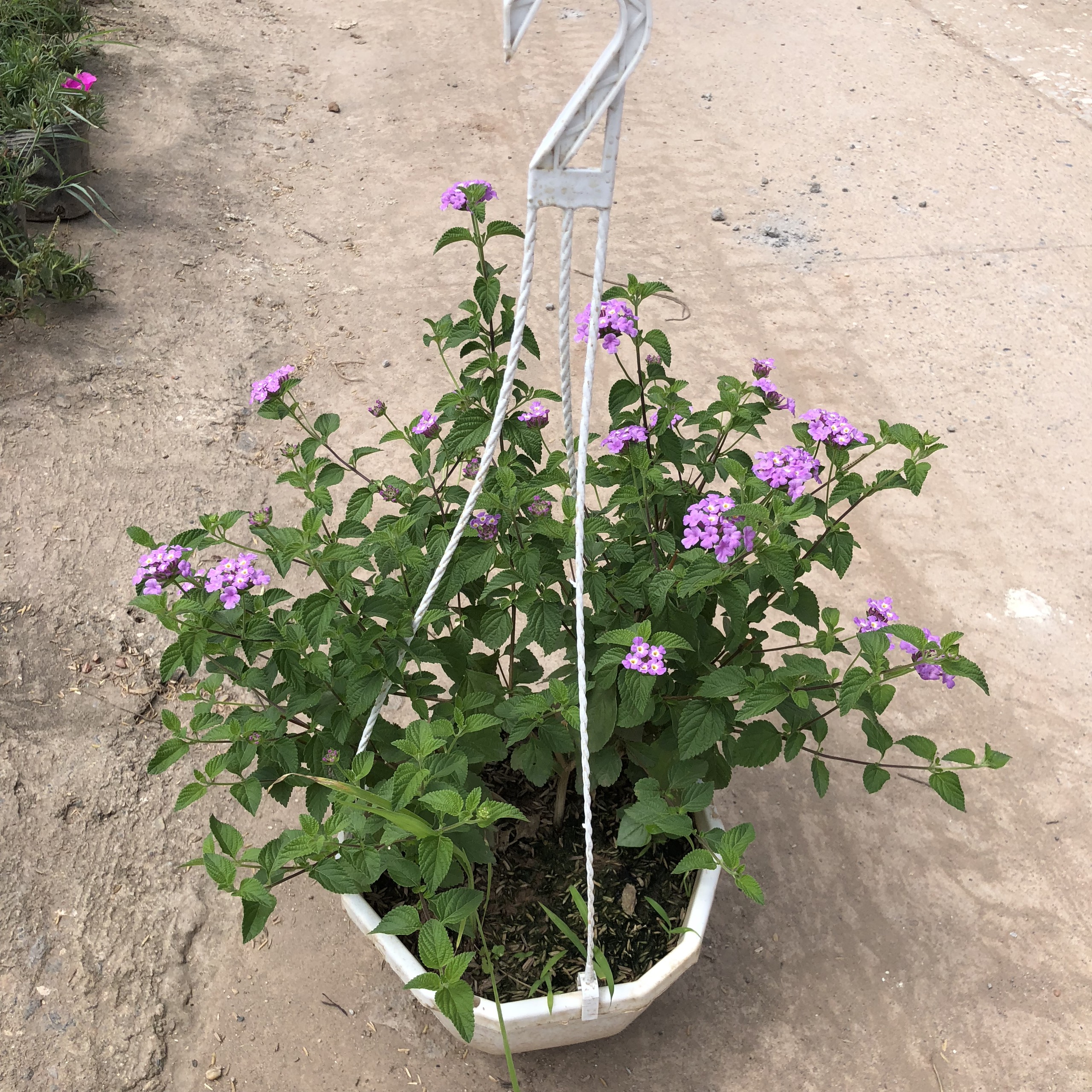 Cây hoa ngũ sắc rủ trồng chậu treo, chiều cao 25-30cm mùi hương dễ chịu hoa nở bắt mắt dễ dàng chăm sóc thích hợp treo.