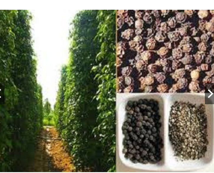 Hạt Tiêu nhà trồng 1kg