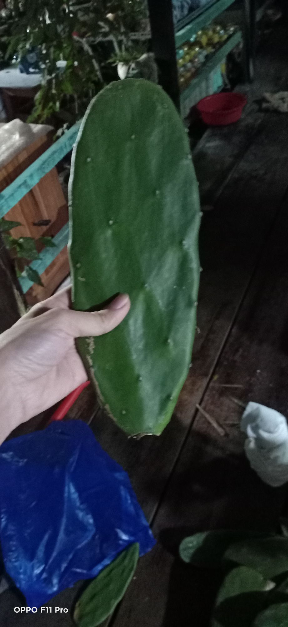 1kg lá cây xương rồng tai thỏ
