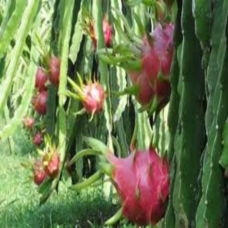 Rx3aS9a0S44ndJ196oUz_simg_d0daf0_800x1200_max.jpg