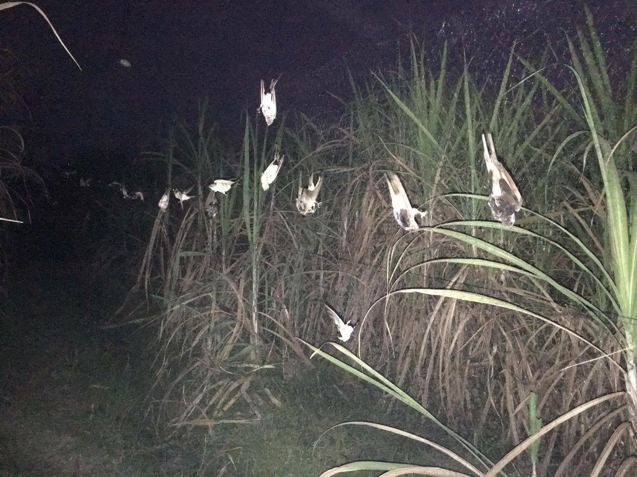 20m bẫy chim ri ,sâu ,khuyên ,sẻ chào mào -tổng hợp các loại chim nhỏ -lưới cước tàng hình màu đen