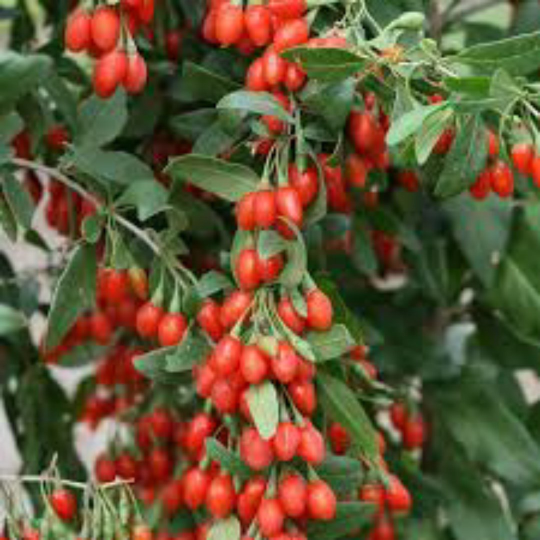 TÚI 50 HẠT CÂU KỶ TỬ - CÂY DƯỢC LIỆU - DỄ TRỒNG - GIÁ KHUYẾN MẠI