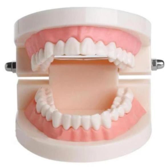 Mô hình răng giả cao cấp dạy bé đánh răng đúng cách - thực hành cuộc sống