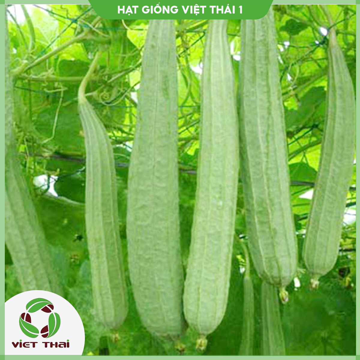 Hạt giống mướp hương - mướp khía - hgvt1