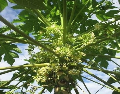 Hoa đu đủ đực khô 1kg