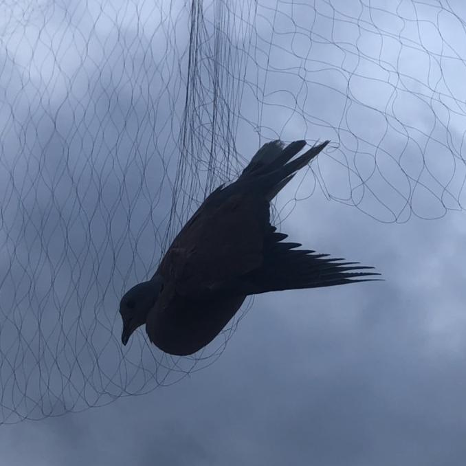 20m lưới bẫy chim cu cao 6m( 5 viền 4 túi)