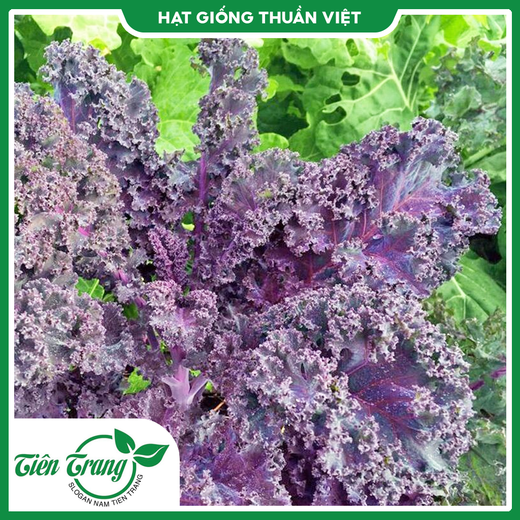 Hạt giống cải kale xanh - kale tím - kale khủng long