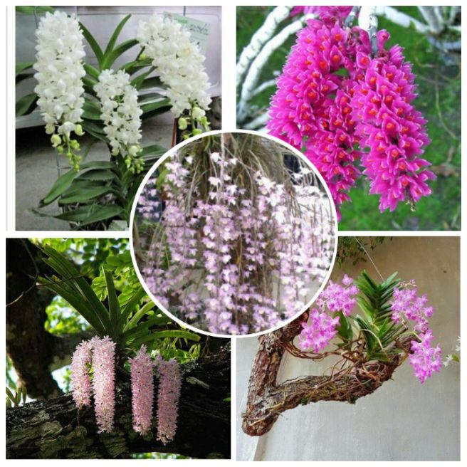 Combo 5 loại hoa lan rừng