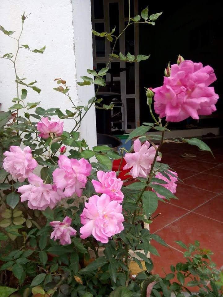 Hoa hồng quế cánh kép nguyên bản