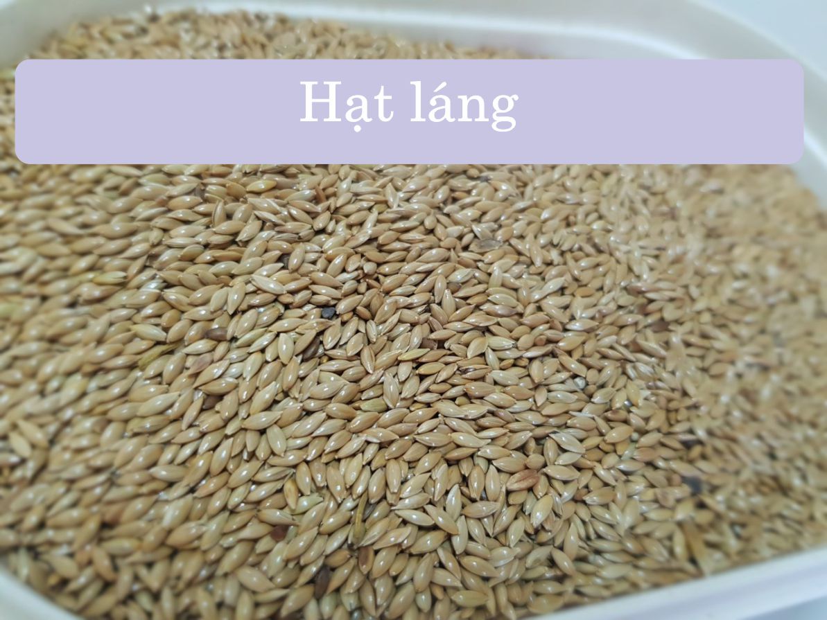 Hạt láng cho yến hót, chim, gà, vẹt túi 500g - 1kg