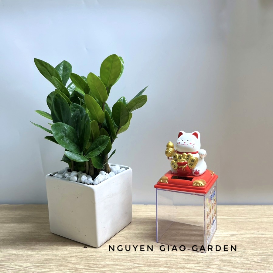 Cây kim tiền chậu sứ vuông mang may mắn tài lộc