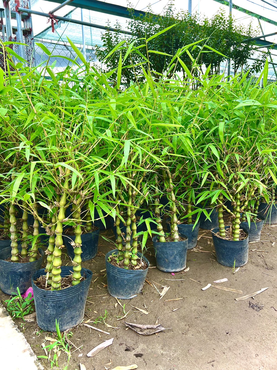 Chậu 3 cây trúc phật bà tam lộc