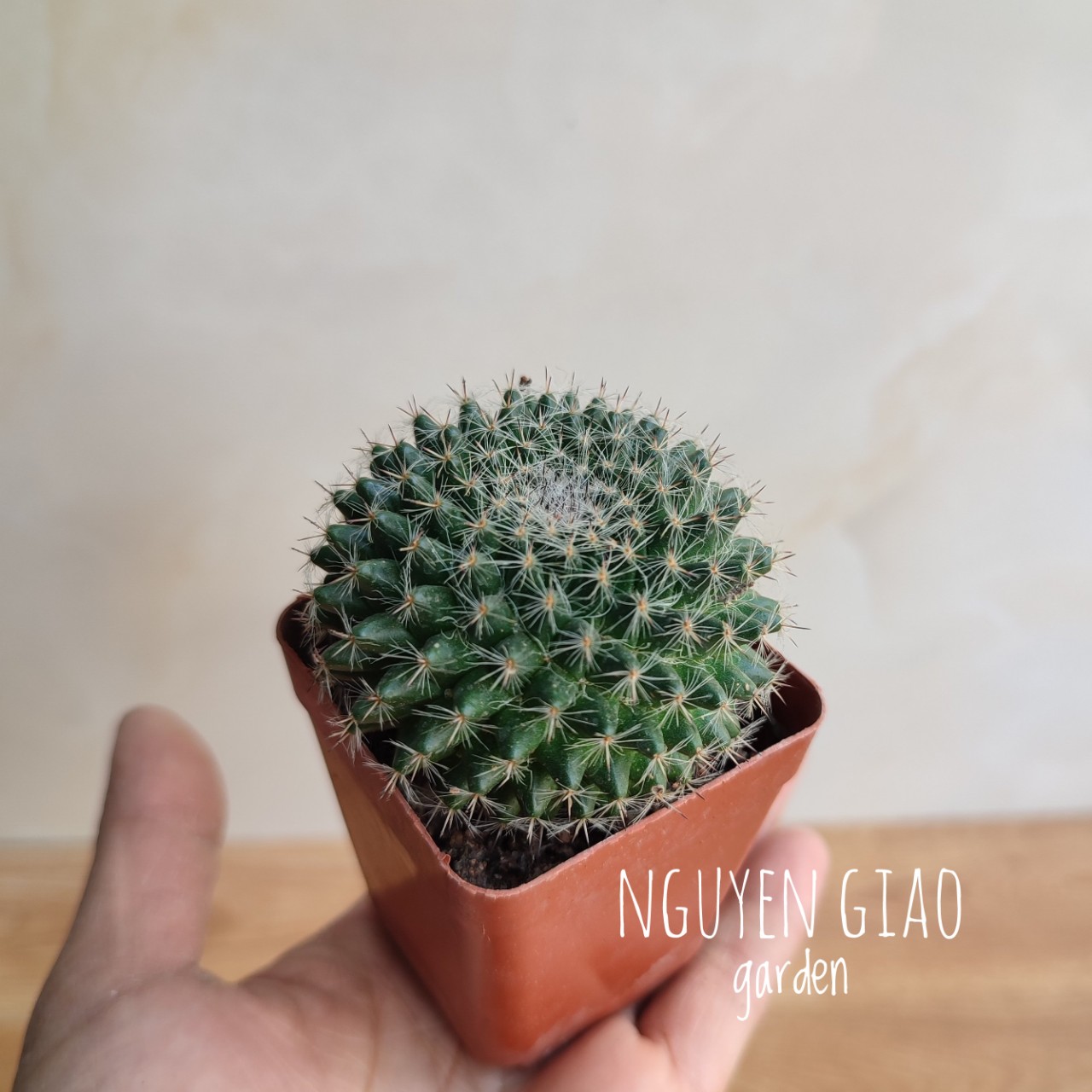 Cây xương rồng bánh sinh nhật mini