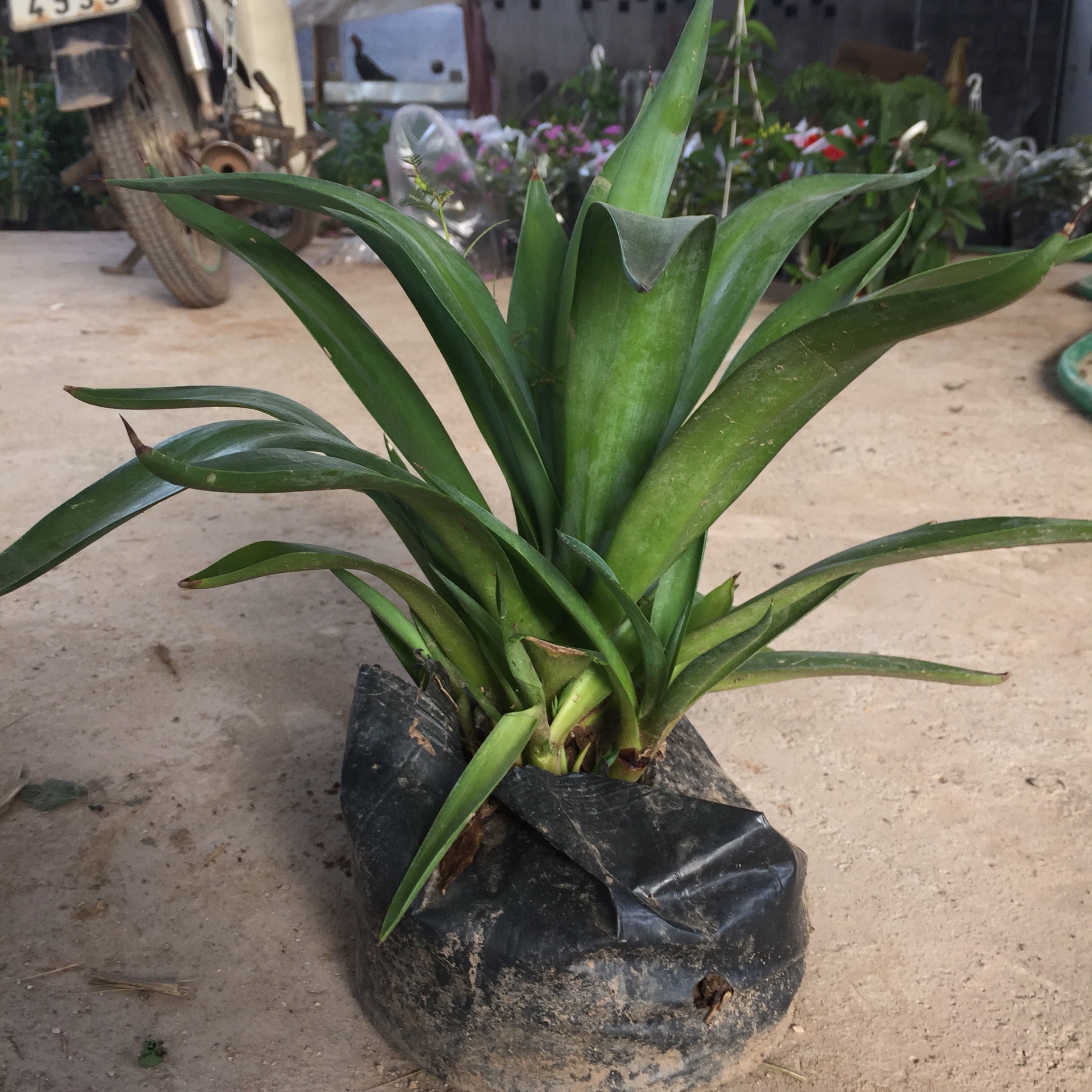 CÂY NGỌC GIÁ ( DỨA CẢNH ) TRỒNG BỊCH ĐEN CÂY CAO 20-25CM THÂN TO MẬP MẠP THÍCH HỢP LÁ CÂY MỌNG NƯỚC TO ĐẸP ĐẦU LÁ CÓ GAI