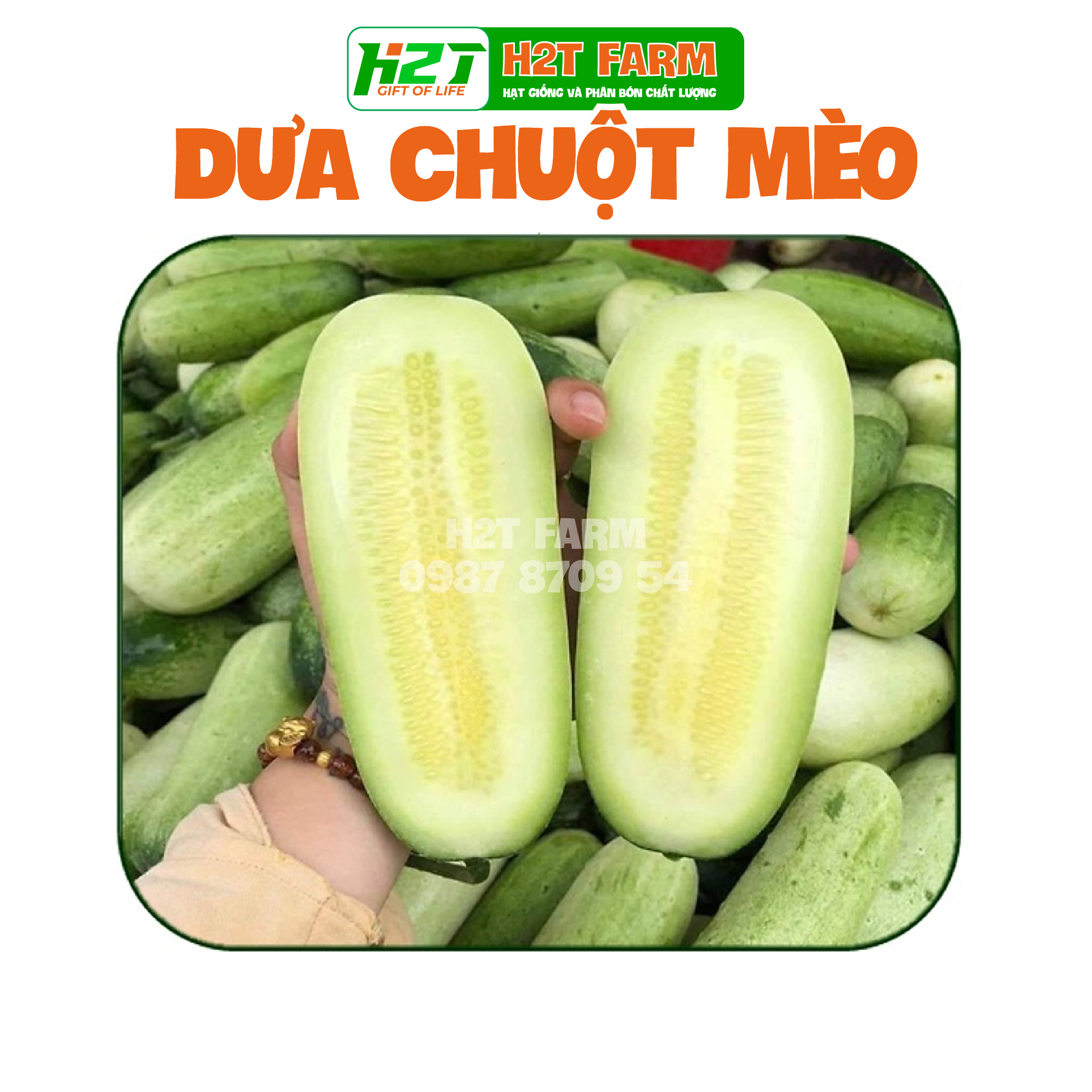 Hạt giống dưa chuột mèo siêu to