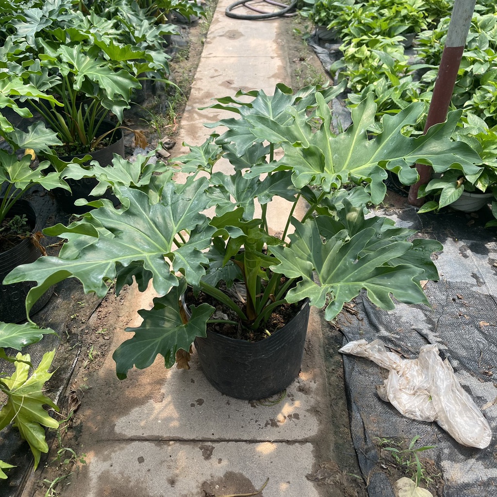 Cây trầu bà thanh xuân chiều cao 40cm tán lá xum xuê hình răng cưa nhiều chồi non
