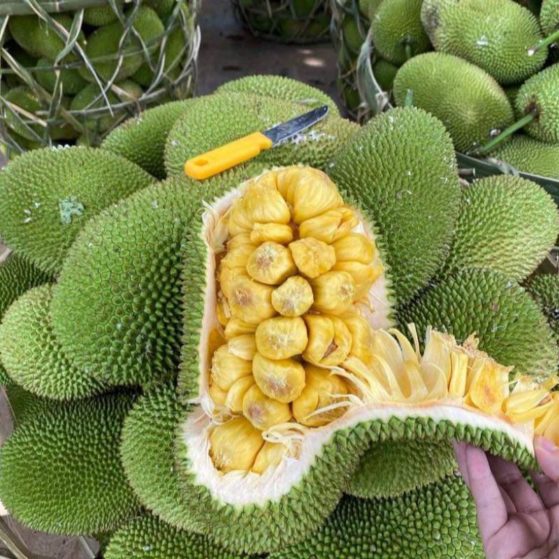 Cây mít tố nữ mau trái