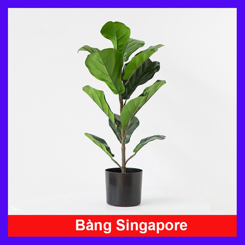 Cây Bàng Singapore - cây cảnh trong nhà - Cây cảnh sân vườn - caykiengsadec