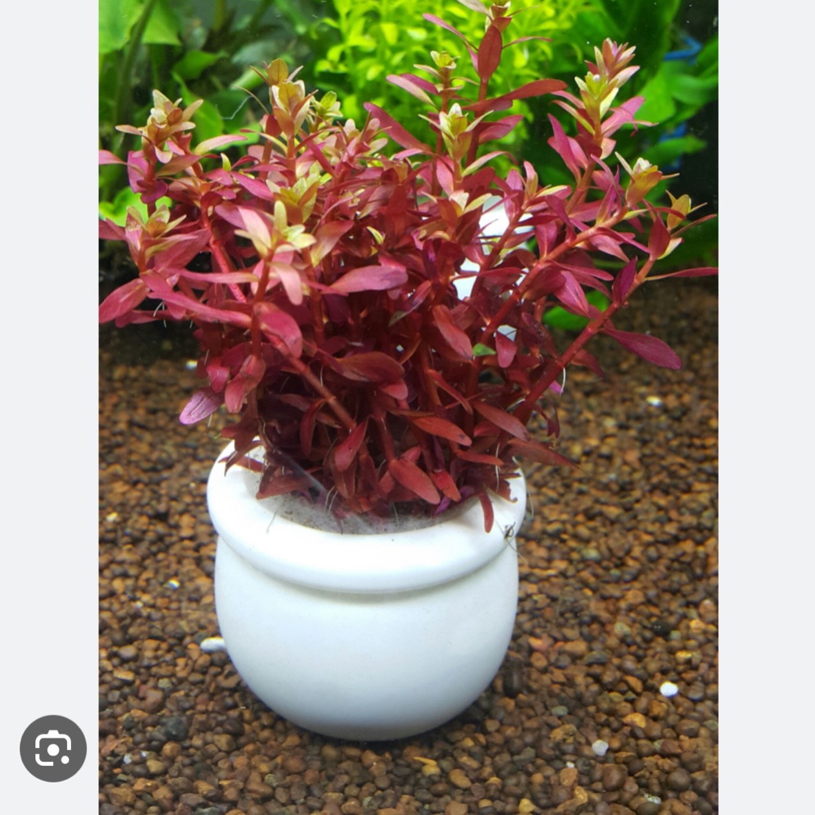 Cây vải ốc đỏ , rotala đỏ, cây thuỷ sinh, cây cắt cắm, trang trí bể cá