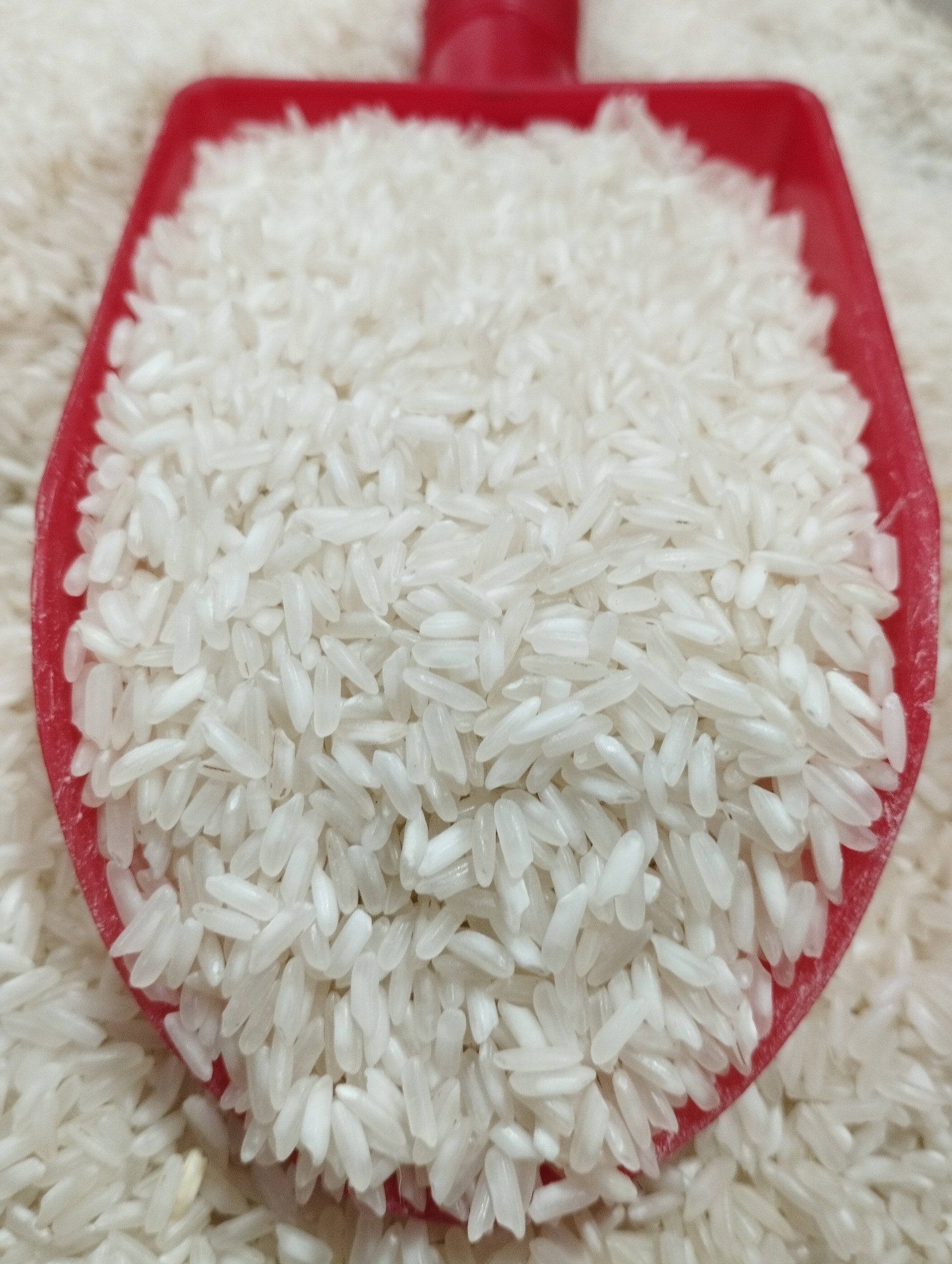 5kg gạo 504 nở - gạo nở cơm, rời hạt - bena organic