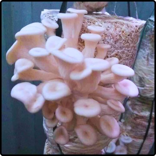 Phôi nấm Sò (01 kiện hàng 06 bịch)