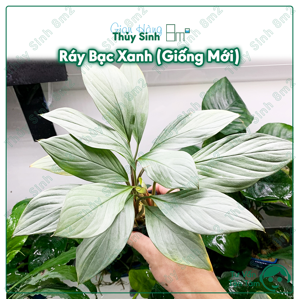 Ráy bạc xanh, cây thủy sinh không co2, trung cảnh, cây bán cạn terrarium | 8m2