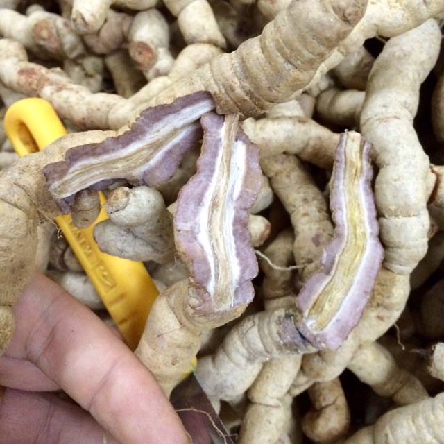Củ Ba kích tím trồng tại Tiên Yên Quảng Ninh Loại A