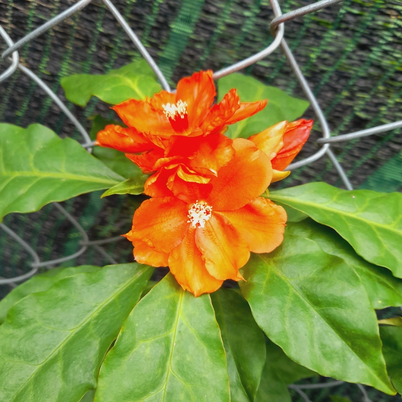 Cây xương rồng Diệp Long