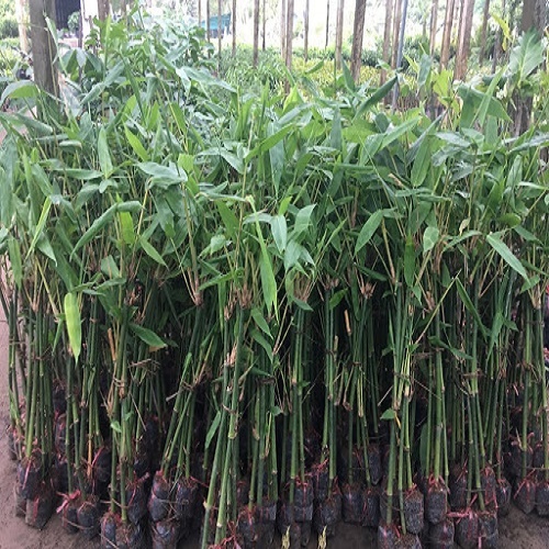 Cây giống măng bát độ -( cây giống gửi đi nguyên bầu, phát triển cực nhanh, năng suất cao, giá tri kinh tế lớn)