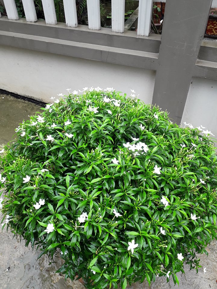 cây mai vạn phúc đanh hoa gửi đi nguyên bầu