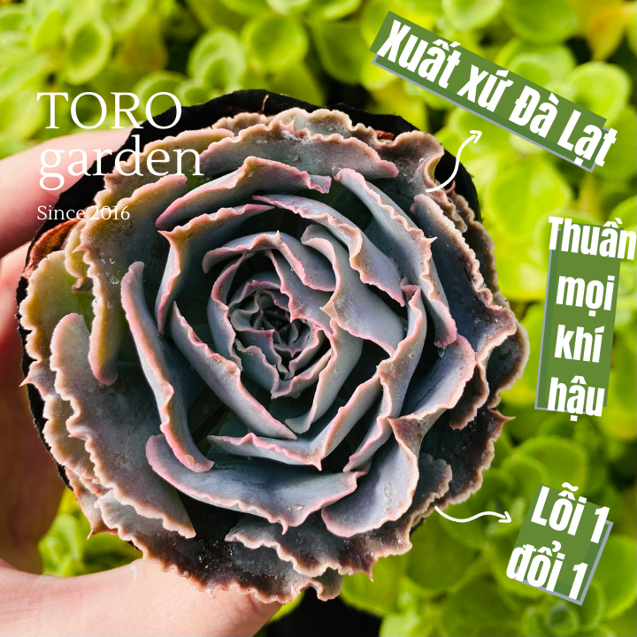 Sen đá bắp cải light purple đà lạt size bé siêu cute hư 1 đổi 1