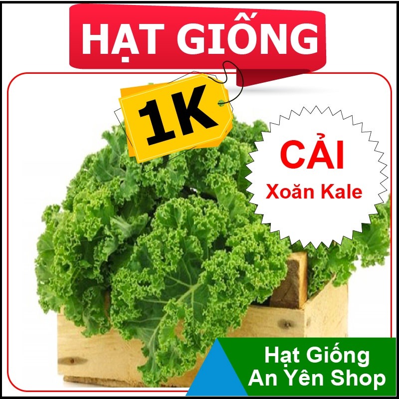 Hạt Giống 1K Cải Xoăn Kale, nhanh thu hoạch, dễ trồng, nảy mầm và năng suất cao