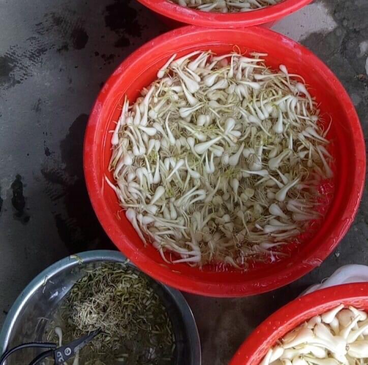 Củ kiệu ngâm giấm đường
