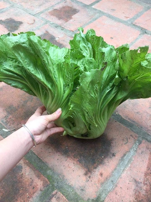 Hạt giống rau cải bẹ dưa