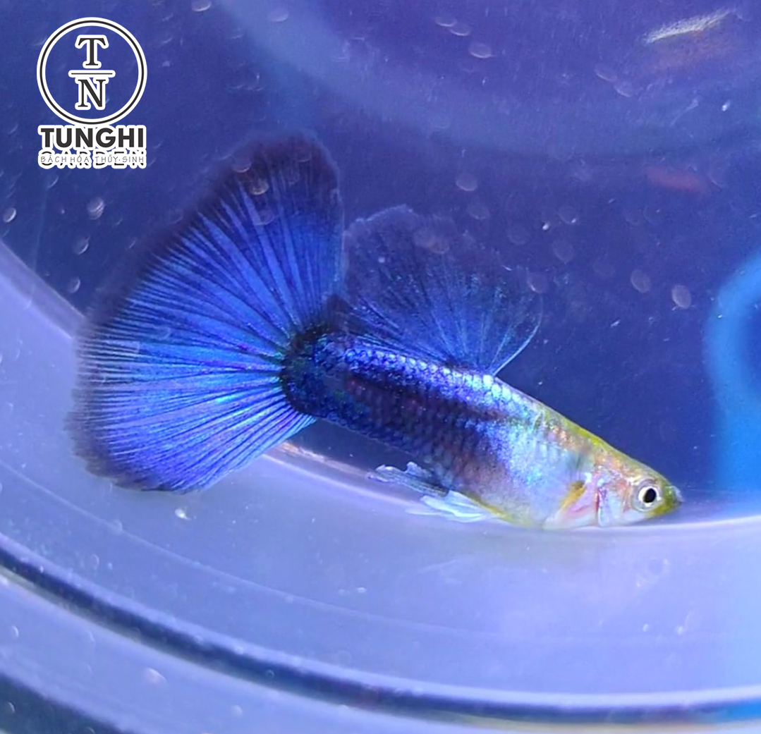 Combo 5 tặng 1 - HB Blue guppy thủy sinh - Hoàn tiền khi gặp sự cố - tặng thức ăn - Tú Nghi Garden