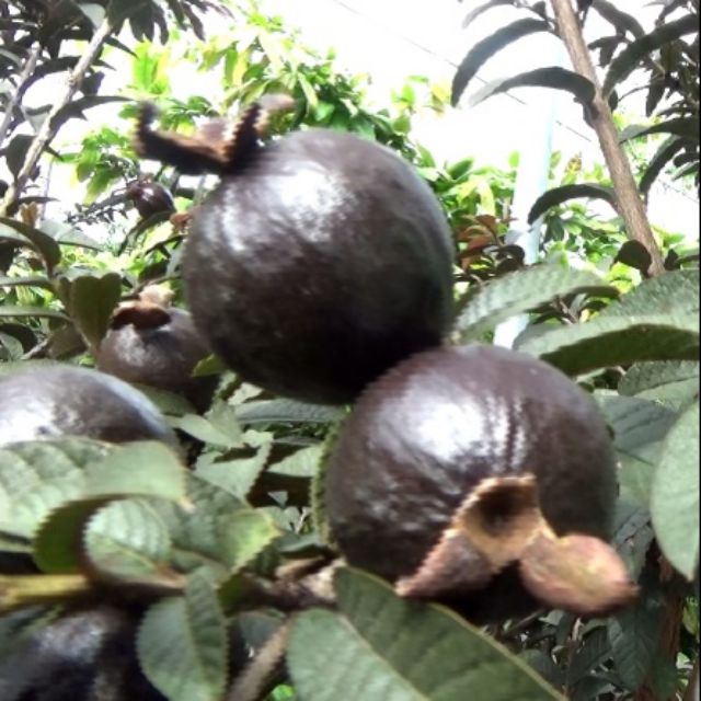 Cây ổi tím lá kim, cam kết hàng đúng mô tả, chất lượng đảm bảo an toàn đến sức khỏe người sử dụng, đa dạng mẫu mã, màu sắc, kích cỡ