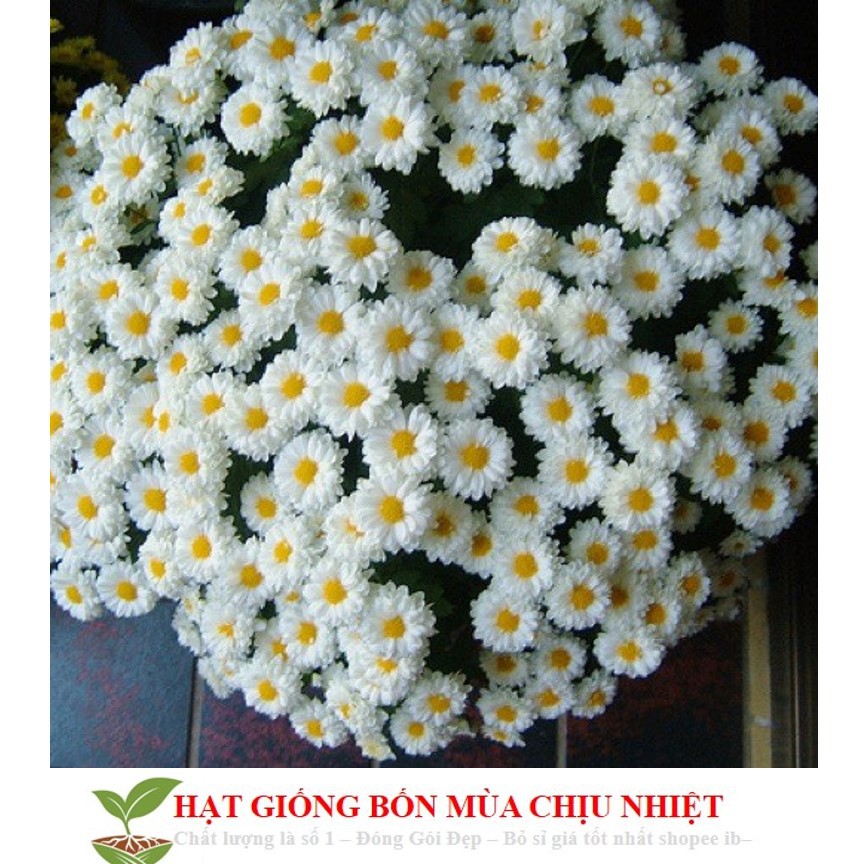 Gh4A 100H Hạt Giống Hoa Cúc Chi Trắng - 60Cm Đến Mùa Trồng Tết