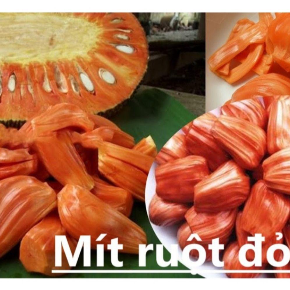 cây mít ruột đỏ sơ đỏ thái lan