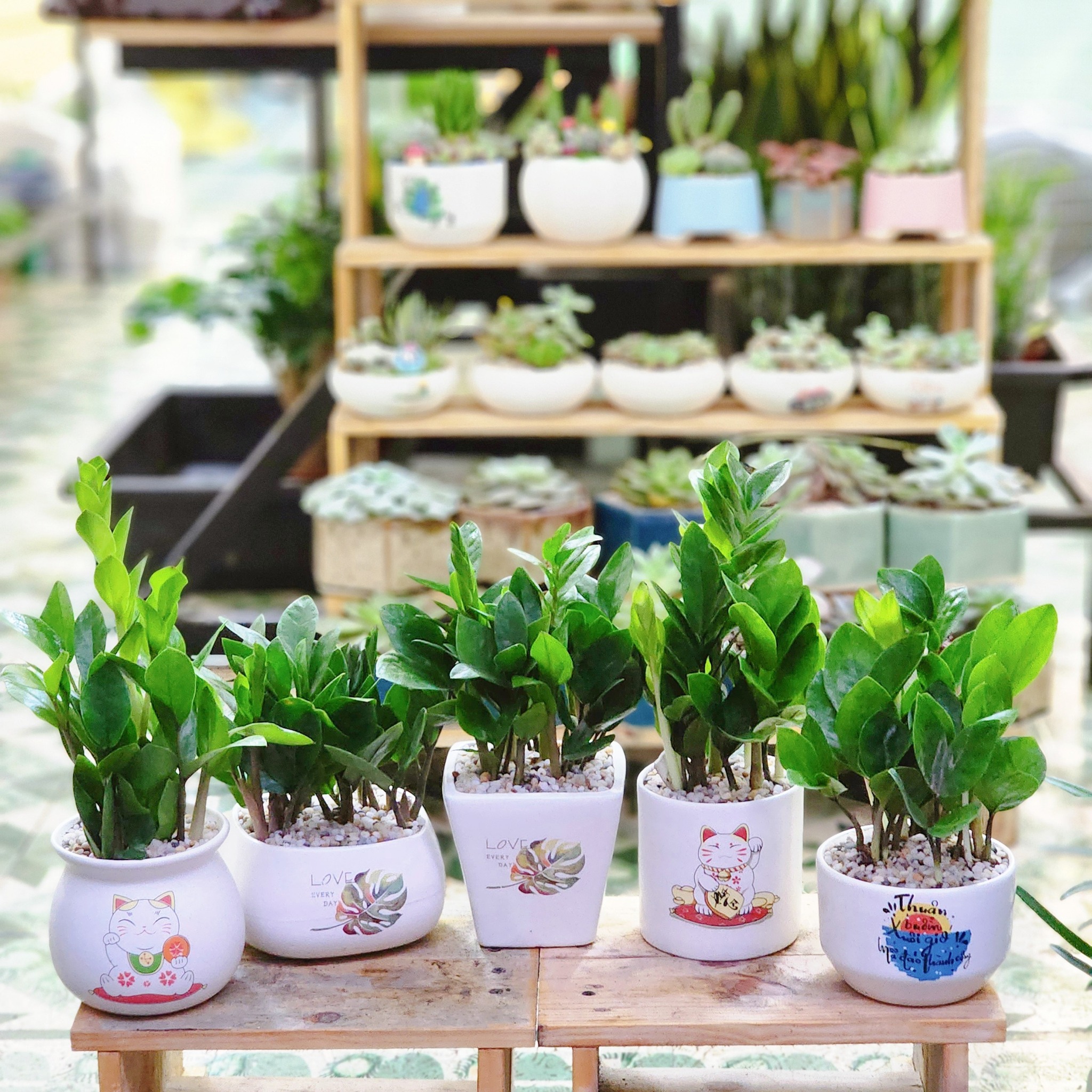 Chậu trồng sen đa, chậu Gốm Bát Tràng cao cấp mini 8x8cm
