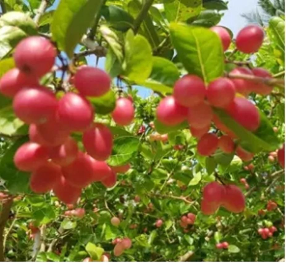 Hạt giống cây siro quả đỏ hồng - giống sai quả