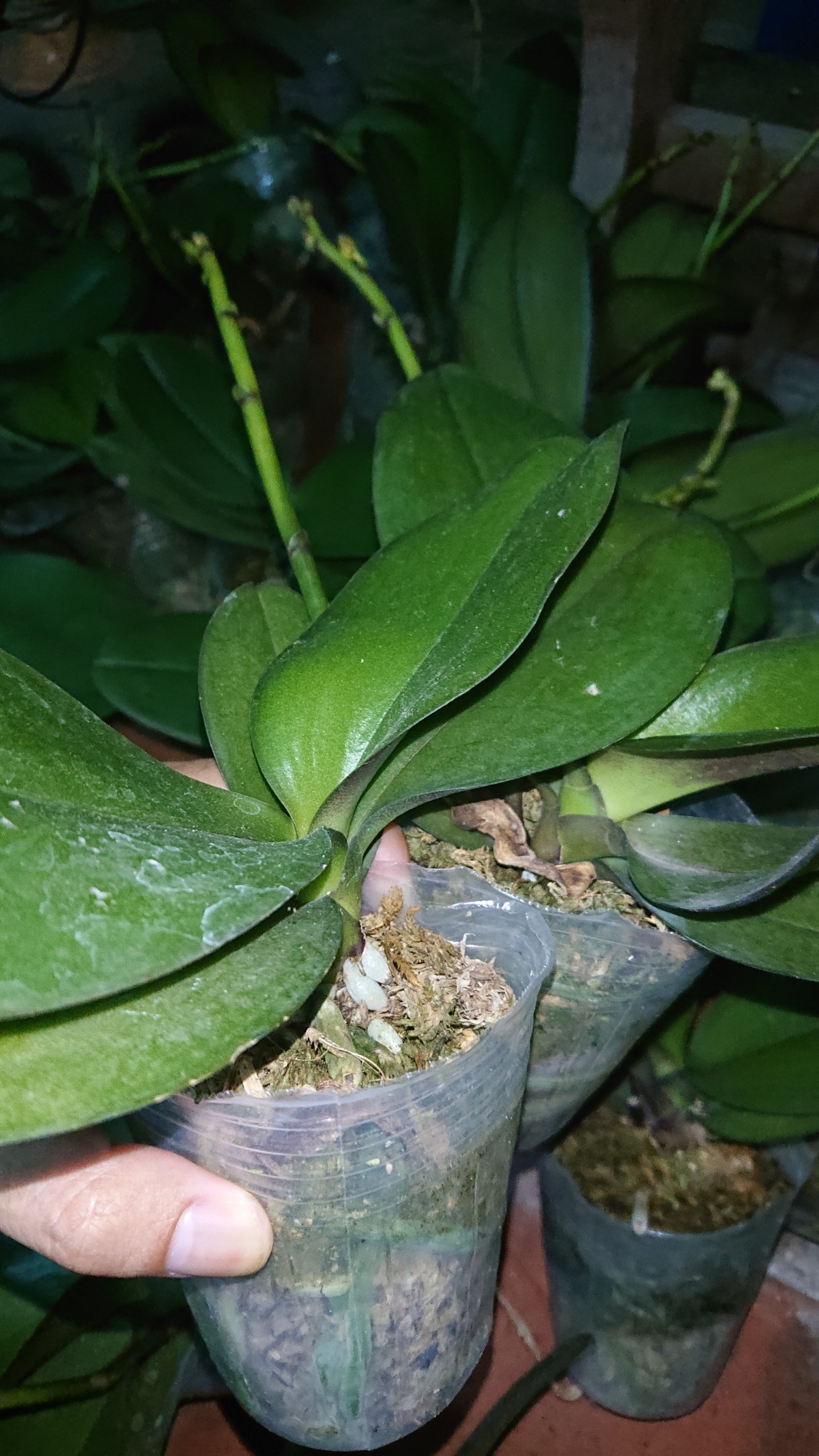 Lan Hồ Điệp đang Nụ hoa