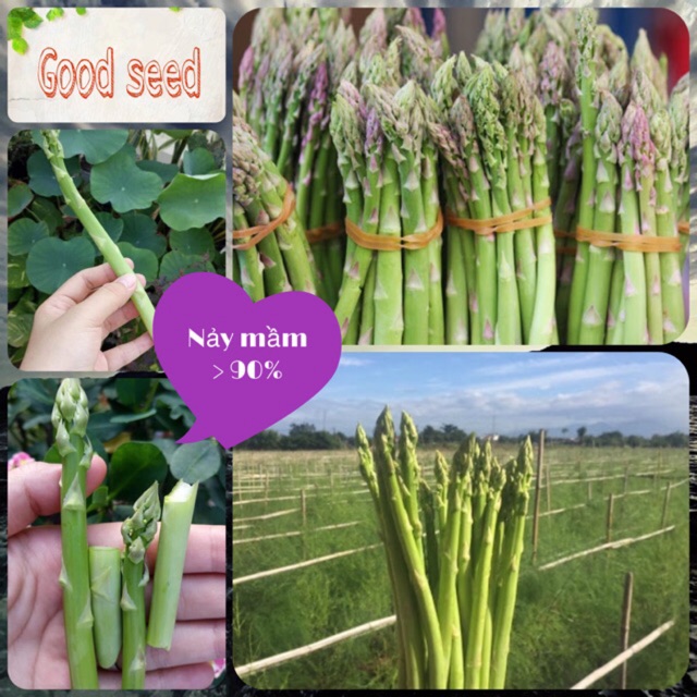 [Hạt Bọc Men] Gói 100 hạt giống măng tây xanh f1, nảy mầm 90%