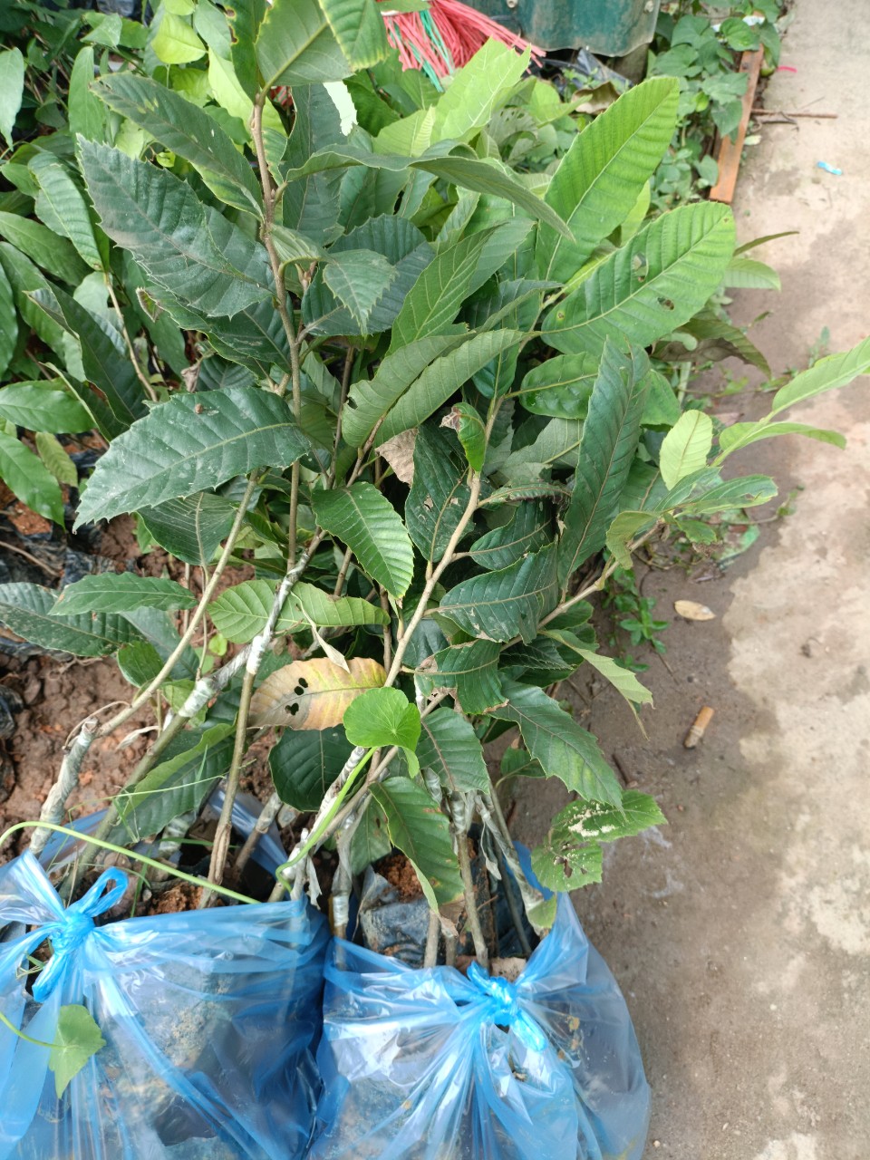 Cây giống hạt dẻ Trùng Khánh