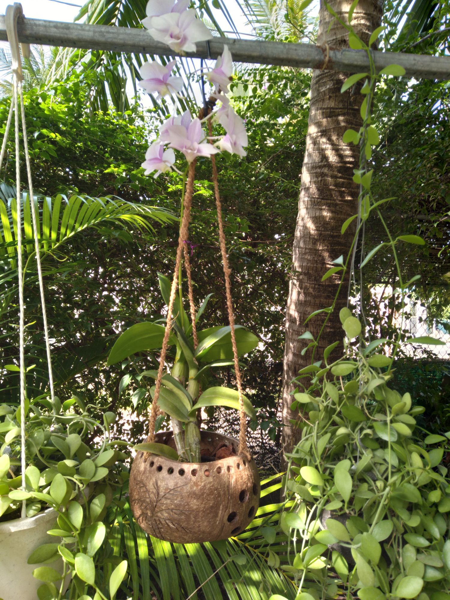 Bộ 3 chậu trồng lan bằng gáo dừa 14-16cm, tặng kèm miếng dừa trồng lan