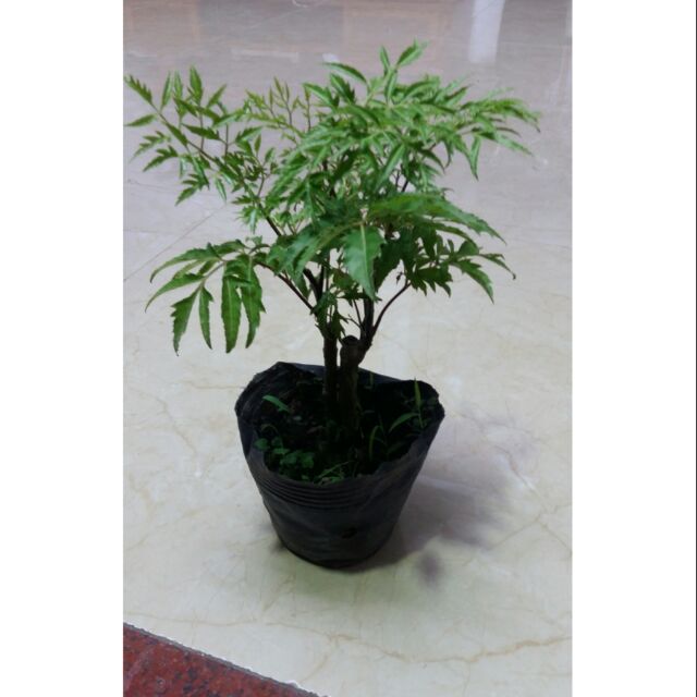 Cây Đinh Lăng Lá Nhỏ.