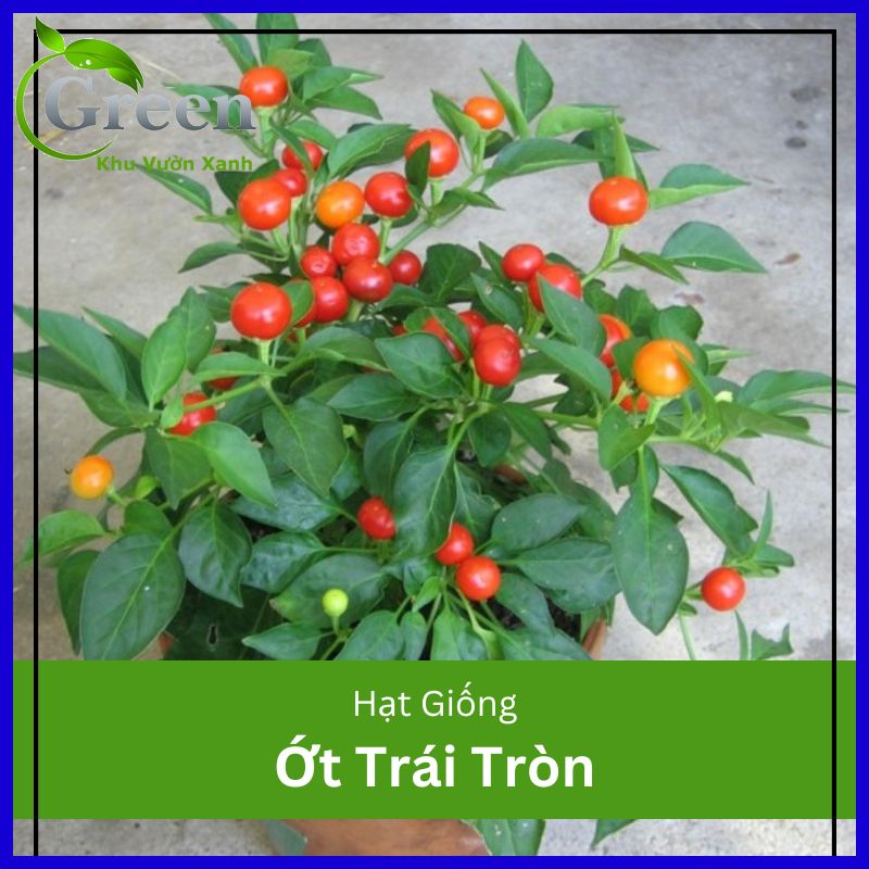 Hạt Giống Ớt Trái Tròn Làm Kiểng Sai Trái